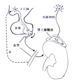 侠胆医心之暗潮汹涌 相关产品