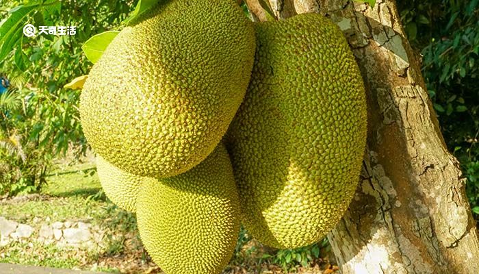 冒牌大哥 产品图片