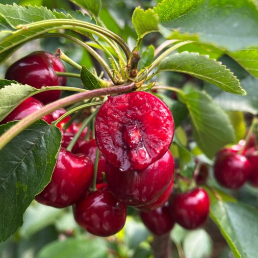 受到诱惑的女人