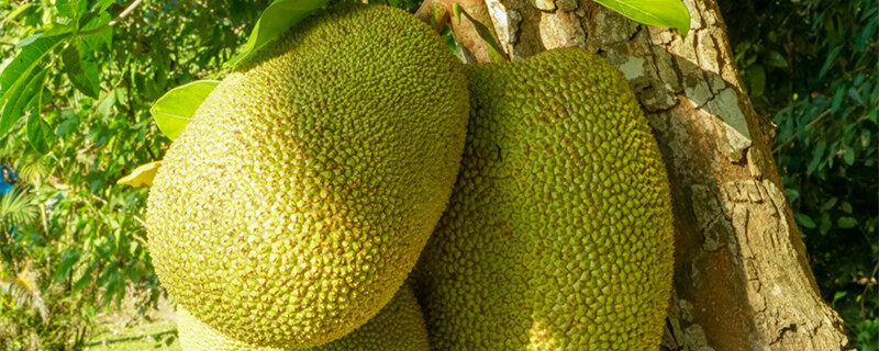 一半是火焰,一半是海水