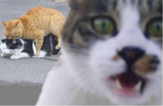 伊格尔和鹤的旅程 相关产品