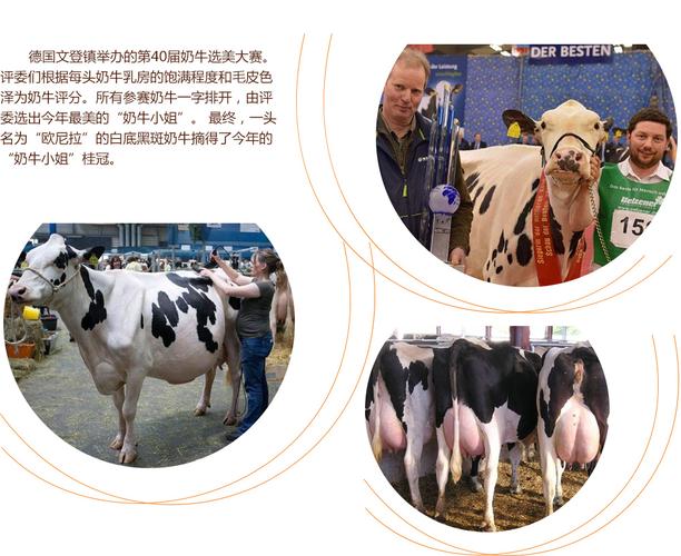 凤凰城等着你 产品图片