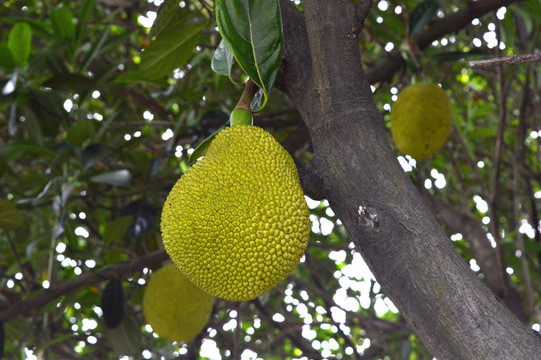 仙班校园 相关产品