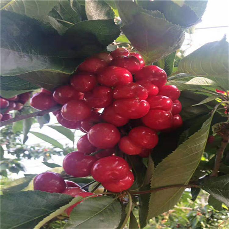 代号猛虎行动 相关产品