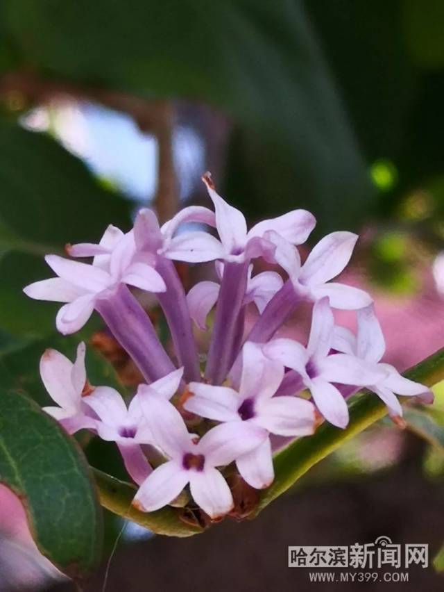 哥斯拉大战金刚2：帝国崛起 产品图片