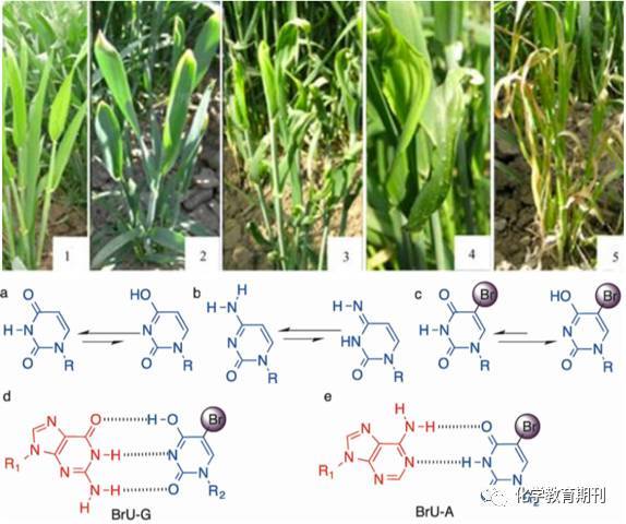 史前巨鳄2 相关产品
