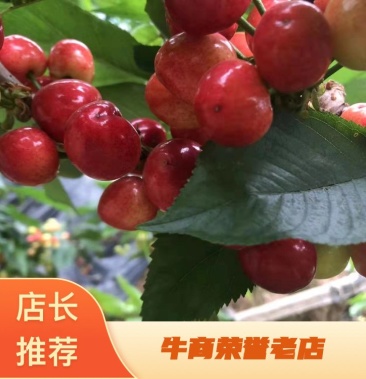 你那好冷的小手 相关产品