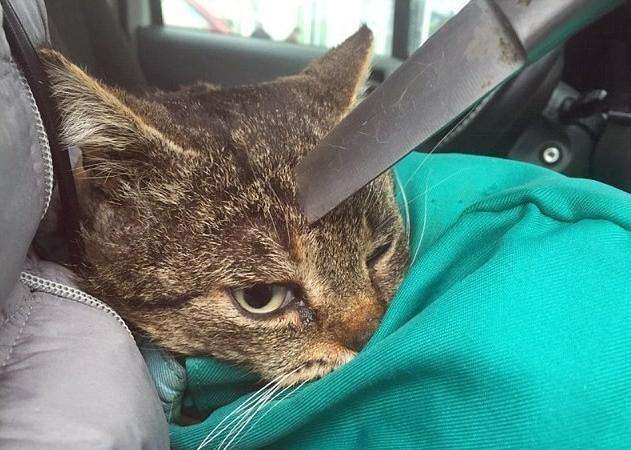 大丈夫2 产品图片