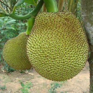 侠盗高飞（国语版） 产品主图