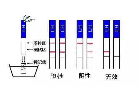 俄狄浦斯市长 产品图片
