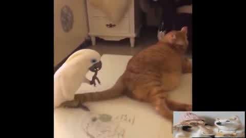 凯特的外遇日记 产品图片