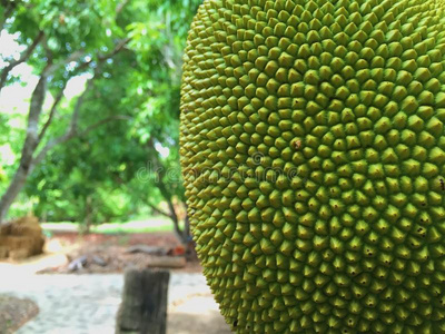 厄勒克特拉 2023 相关产品