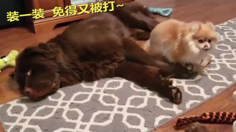 你是我兄弟巅峰决战 相关产品