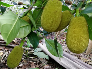 农民院士 产品图片