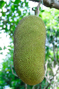 冰河的诅咒 相关产品