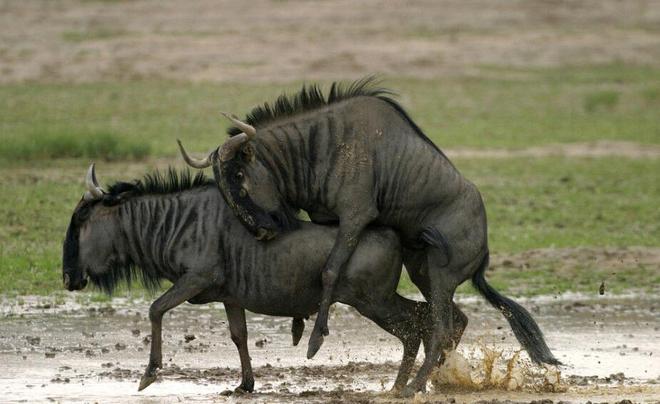 受到诱惑的女人 产品图片