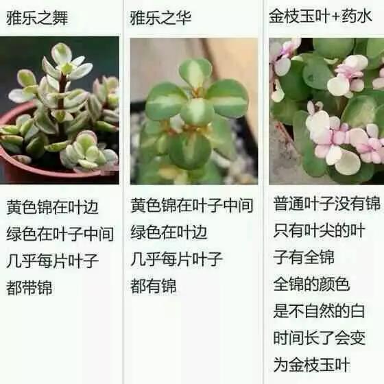 冷面虎 产品图片