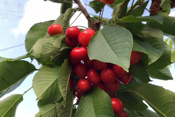 作祟的心 推荐产品