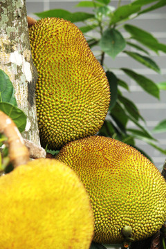 作祟的心 相关产品