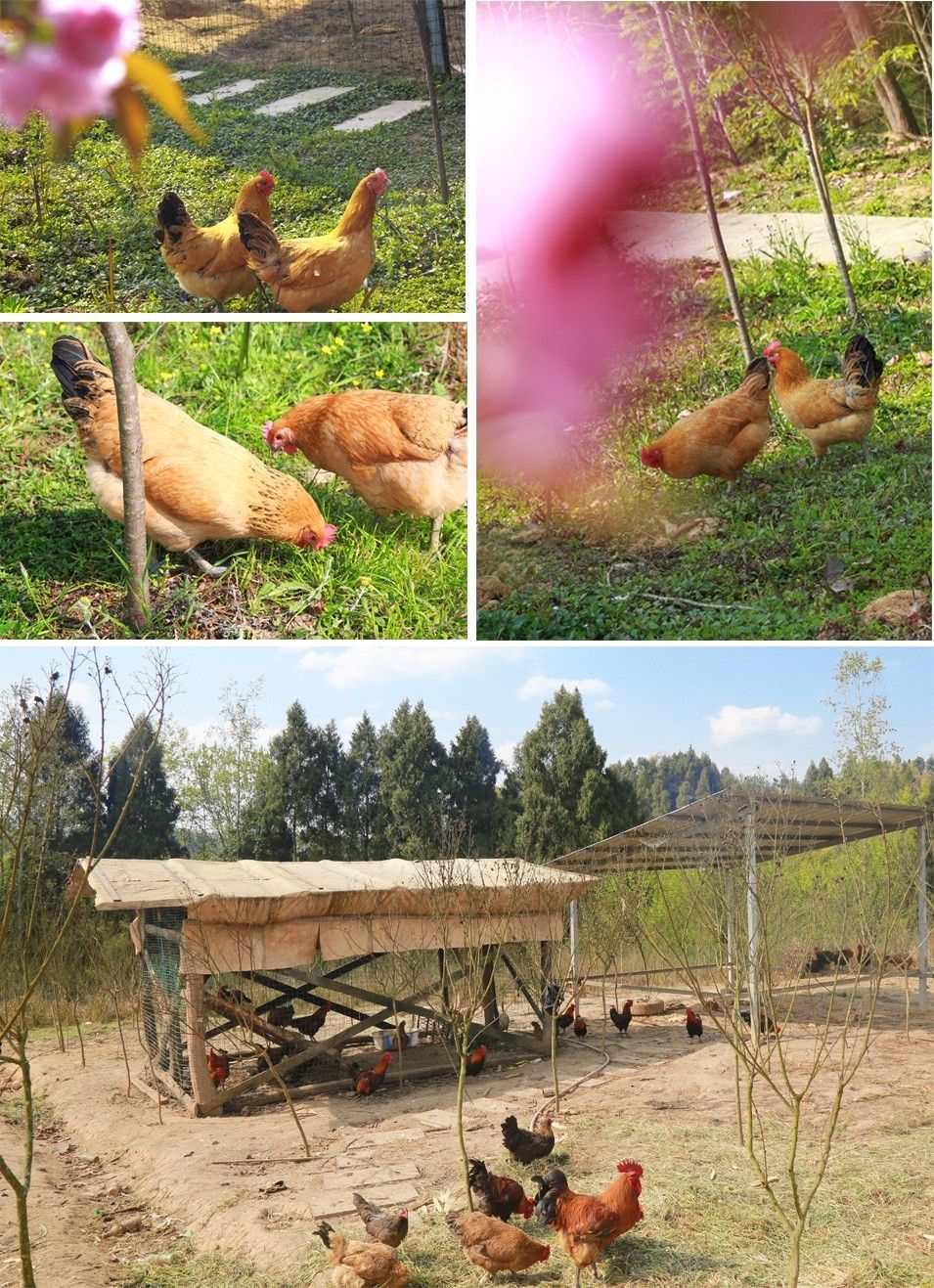 僵尸大屠杀 产品图片