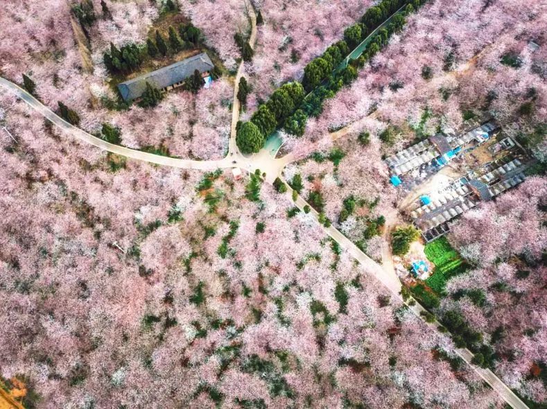 凤凰城等着你 产品图片